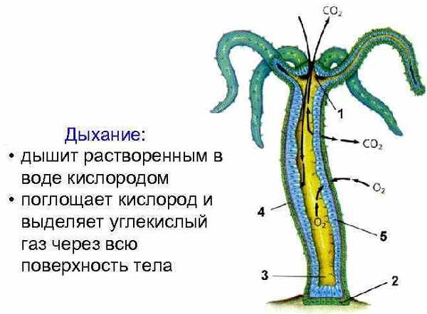 Как вывести деньги с kraken